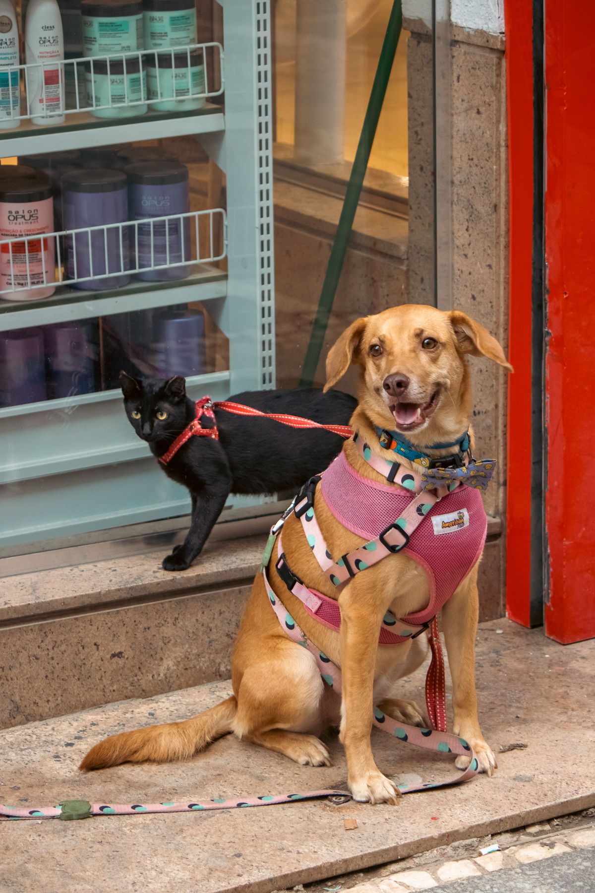 Focinho Feliz Pet Shop – Entre em contato em Bauru
